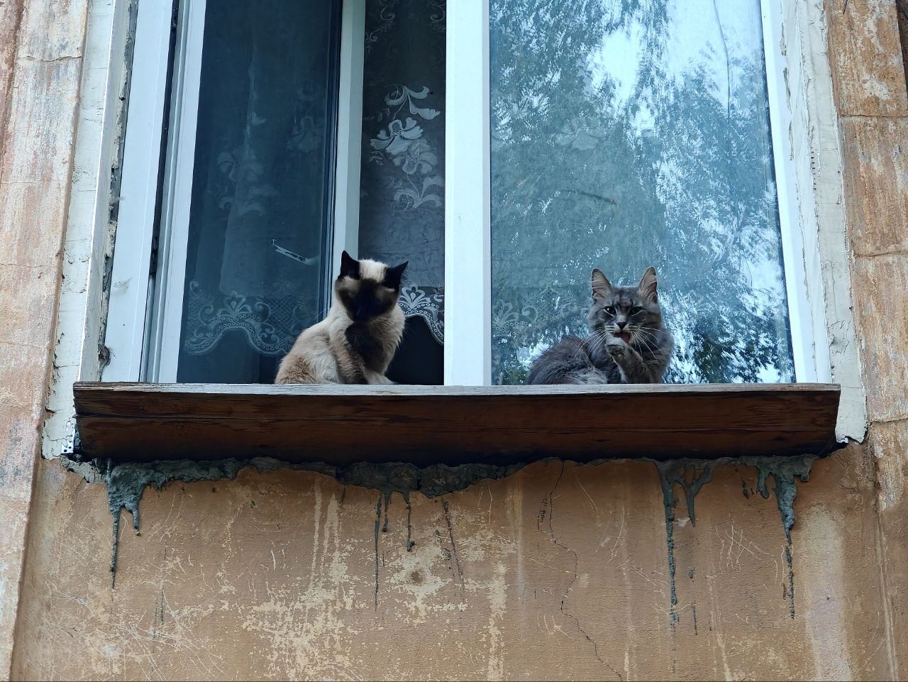 Котики город Нижний Новгород