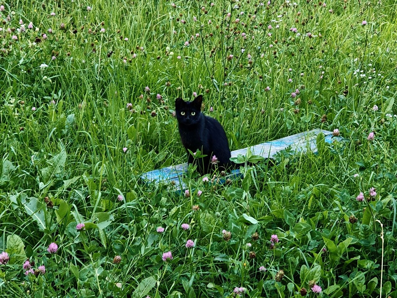 Кот город Нижний Новгород