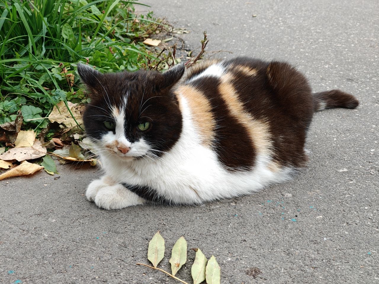Котик город Нижний Новгород