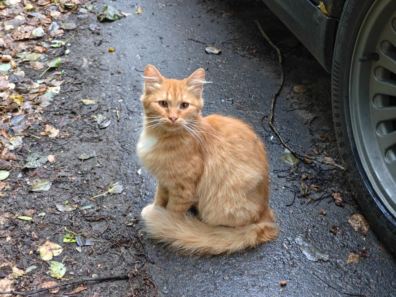 Кот город Нижний Новгород