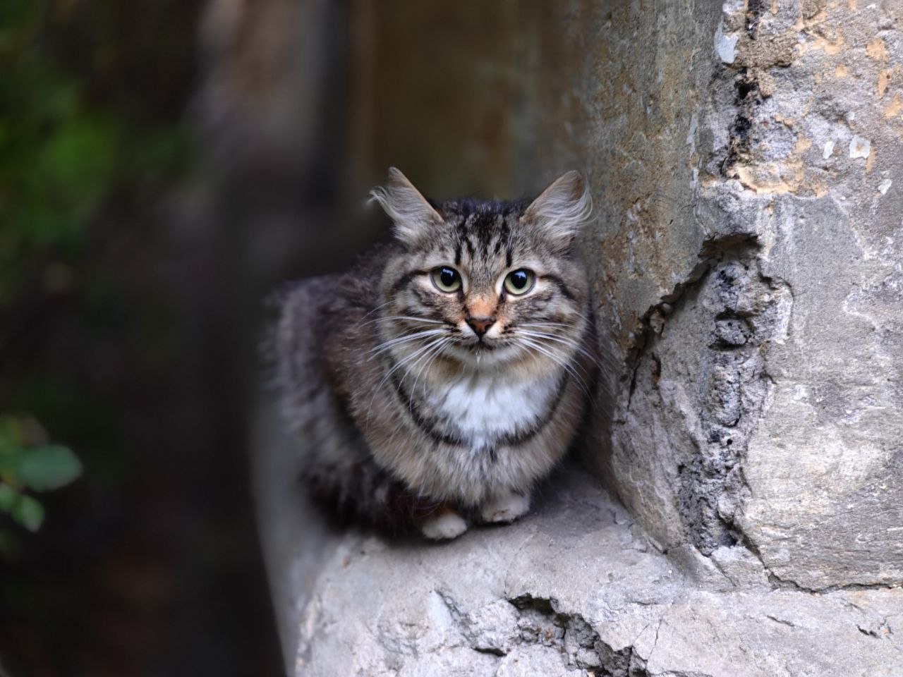 Кошка город Нижний Новгород